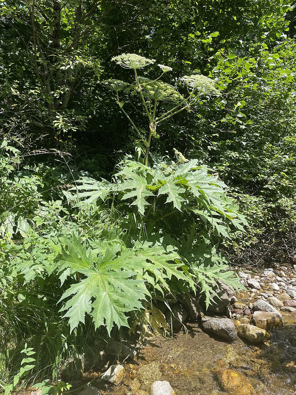 Giant hogweed