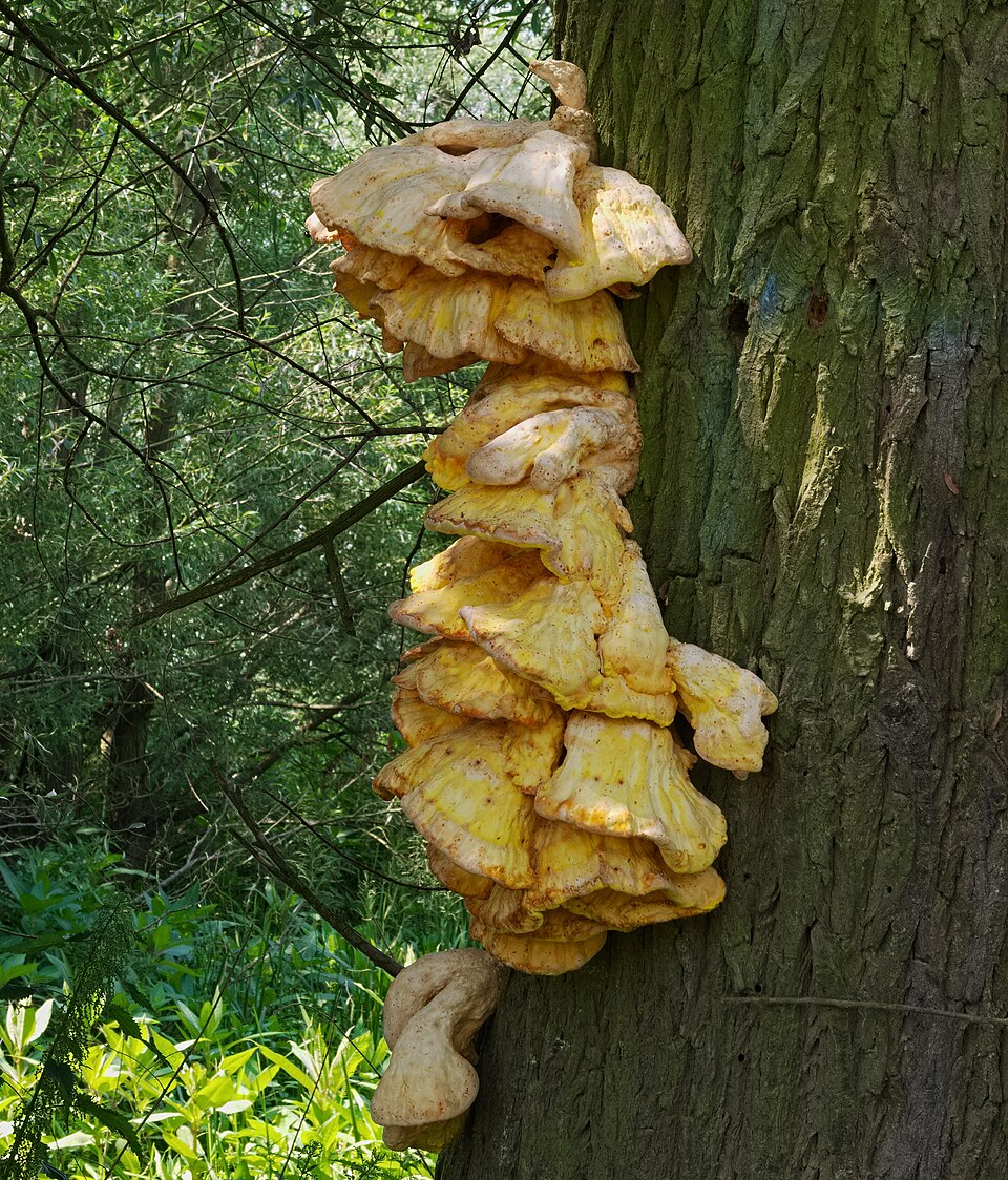 Chicken of the woods