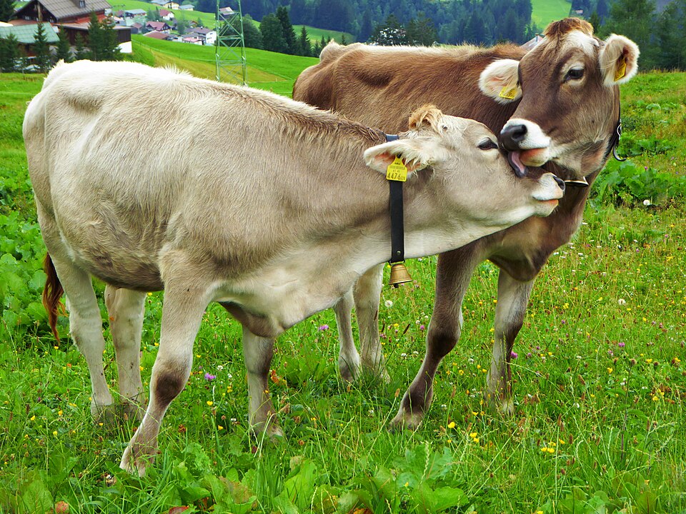 Cattle on summer pasture — traction, milk, manure and stored wealth on four legs.