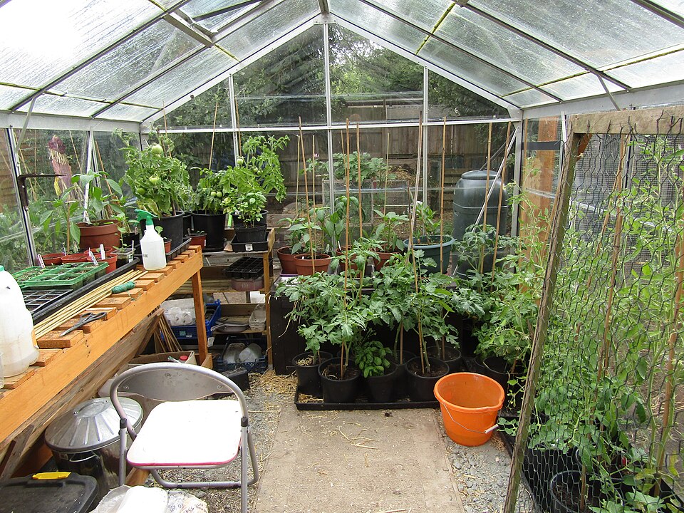 A small glass greenhouse in use: a slatted bench along one side, tomatoes in pots and on canes, and a water butt.