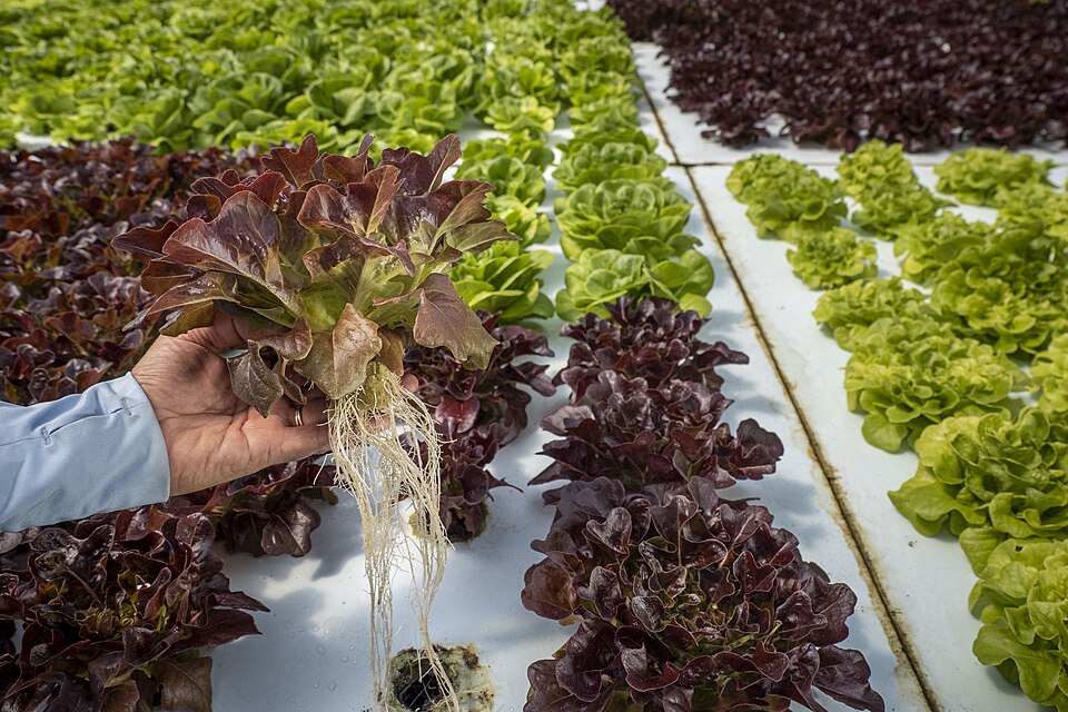 Hydroponic lettuce at Ecotone Farm, Fellsmere, Florida (2021): a Red Oak lettuce lifted to show the bare roots that grow in the solution.