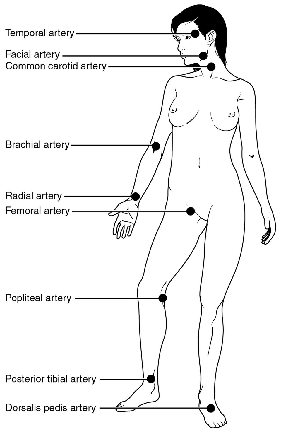Where a pulse can be felt: an artery running close to the skin over bone. The radial (wrist) and carotid (neck) are used most; the brachial (inner upper arm) in infants.