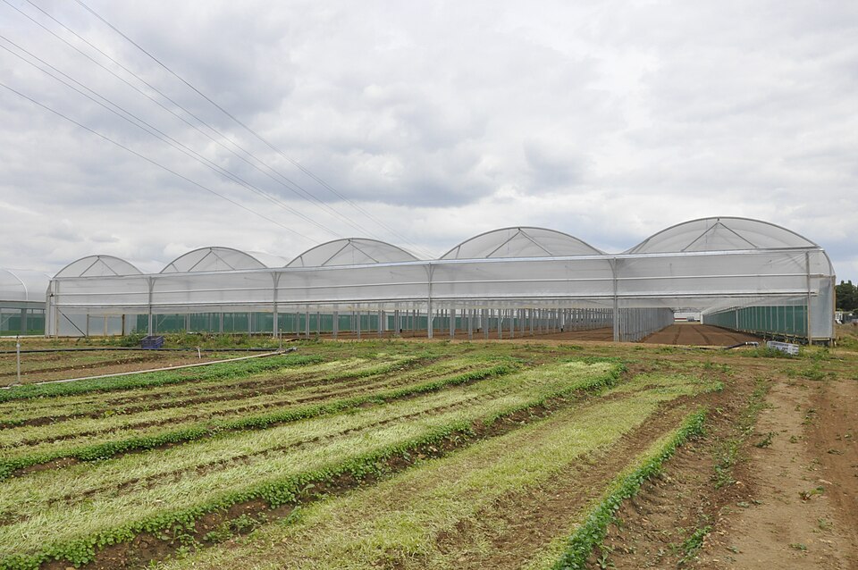 A five-bay multispan polytunnel: film roofs on steel arches joined at the gutters.
