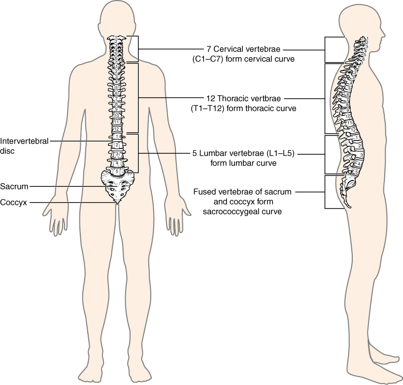 The spine from behind and from the side: 7 cervical, 12 thoracic and 5 lumbar vertebrae, then the sacrum and coccyx. The four curves, seen from the side, are normal.