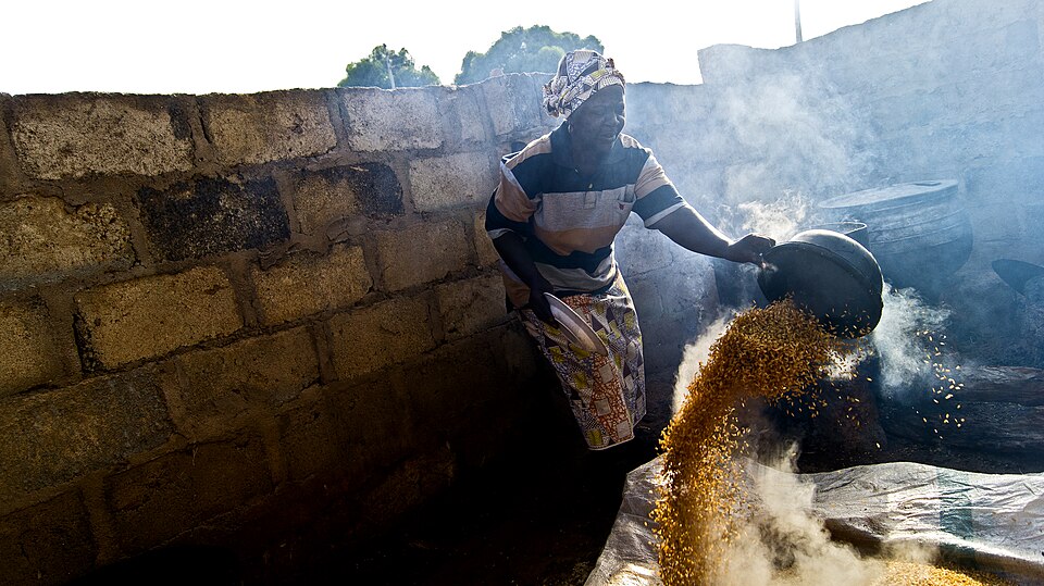 Parboiling: soaked paddy — rice still in its husk — tipped out after steaming. Steaming in the husk drives thiamine from the bran into the grain, where milling cannot remove it.