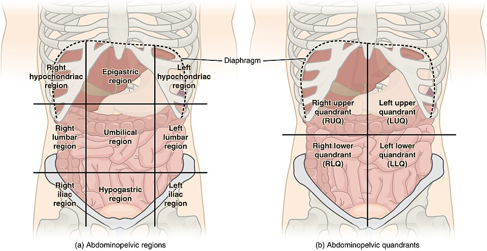 The abdomen divided (a) into nine regions and (b) into four quadrants by lines through the navel. Quadrants are what is used in first aid and when describing pain.
