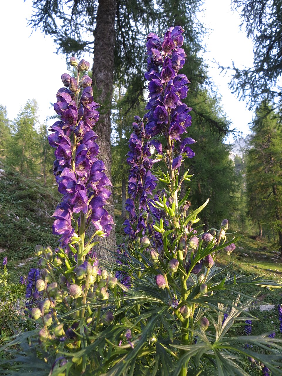 Monkshood