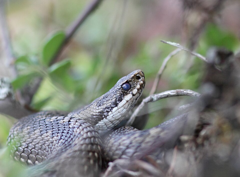 Venomous snakes — the adder as example