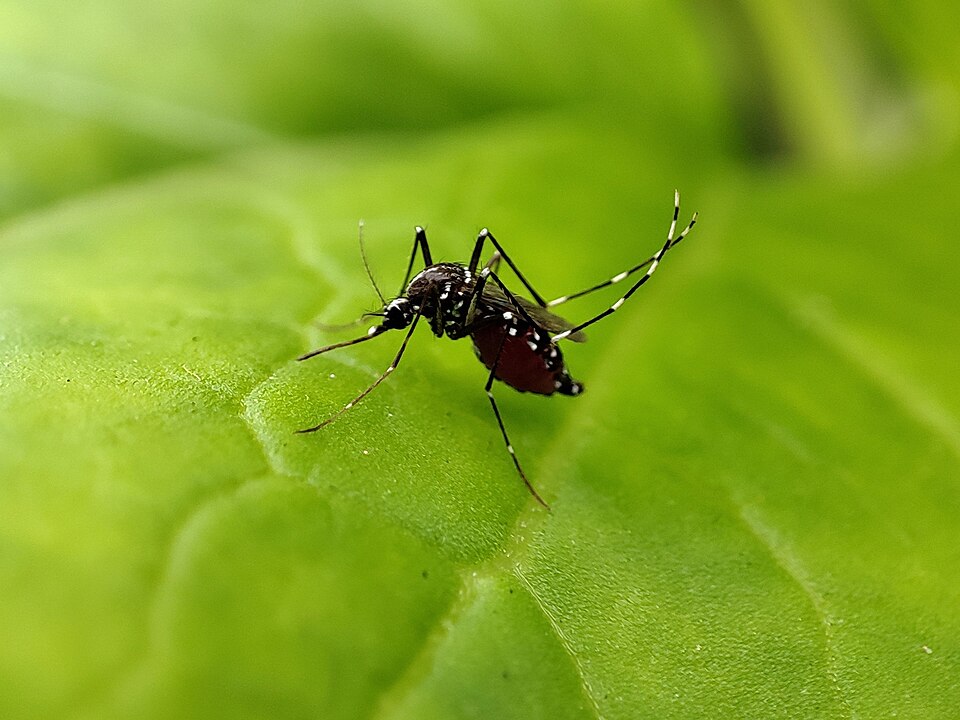 Aedes aegypti — black with white bands on legs and body. It bites by day and breeds in anything that holds water for a week.