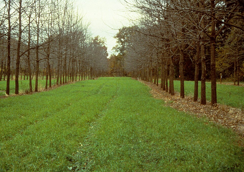Alley cropping in Missouri: rows of black walnut with orchard grass grown in the alleys between them.
