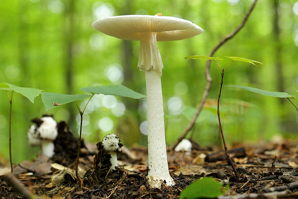 Destroying angel