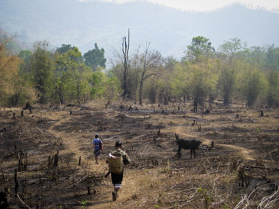 Burnt clearing in northern Thailand — ground opened, and fertility released in one go.