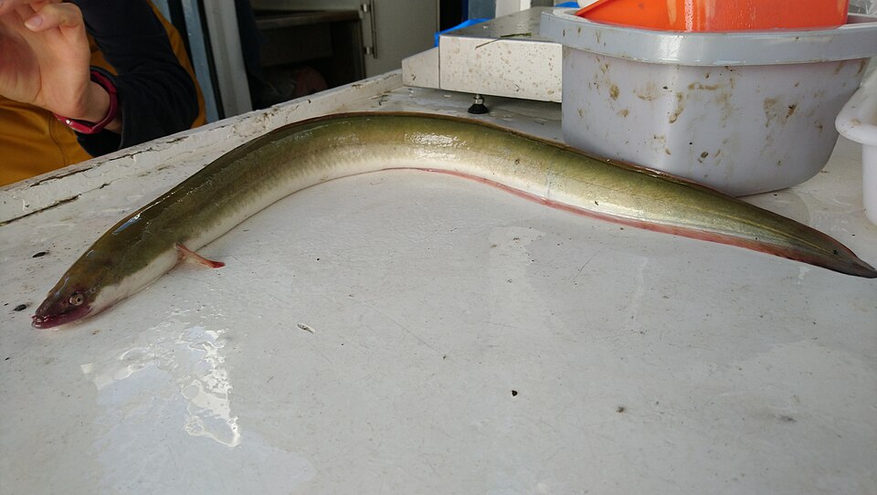 Eel