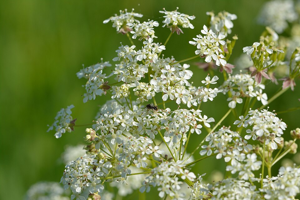 Cow parsley