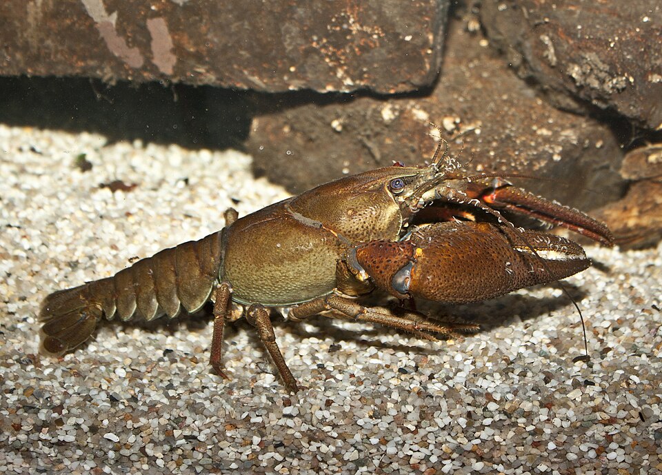 Crayfish
