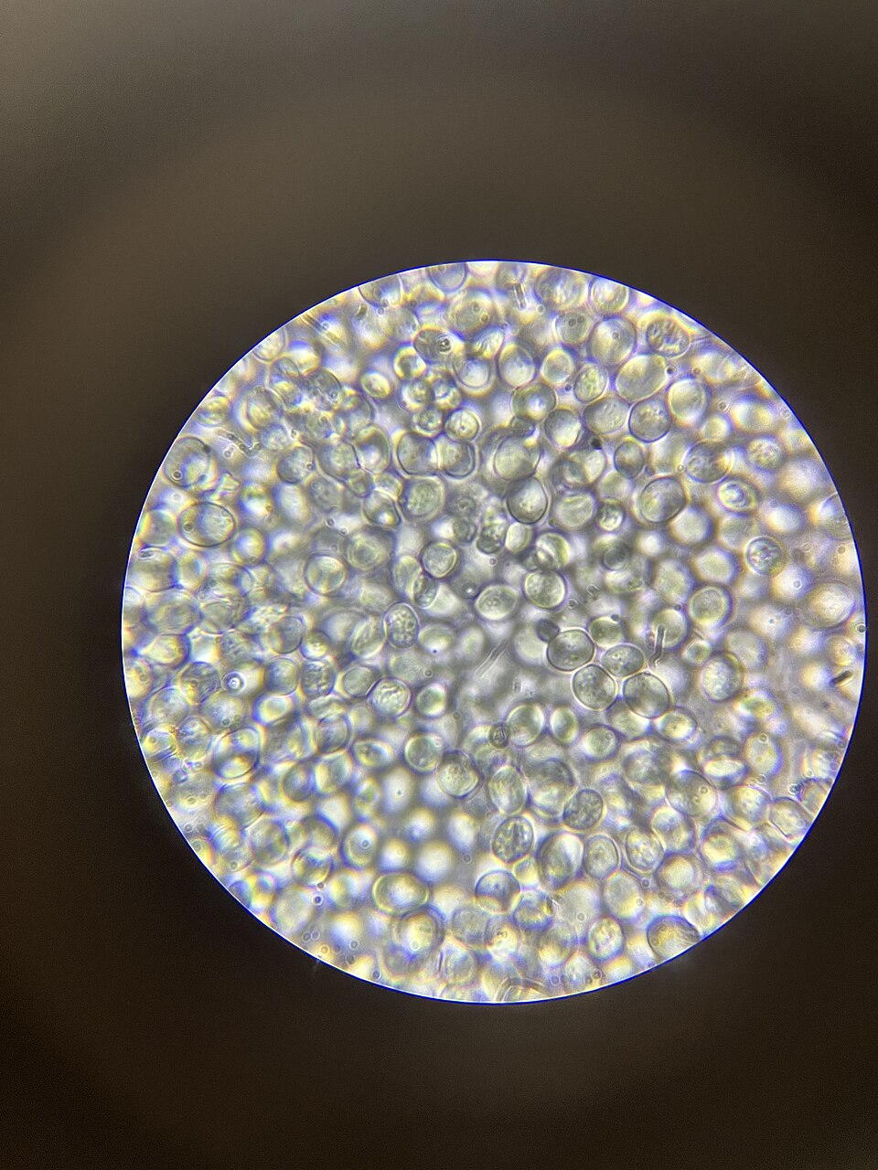 Baker's yeast, Saccharomyces cerevisiae, through a school microscope's 40× objective: oval cells about 5 µm long, unstained. A bead microscope shows the same cells.