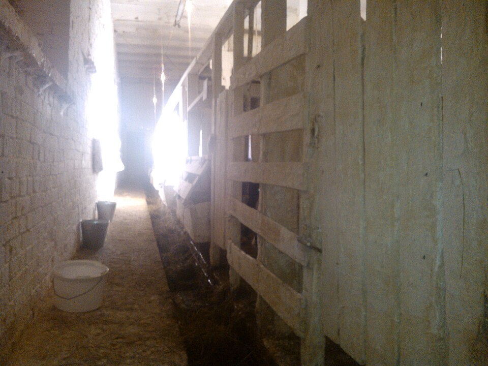 Calf housing on a farm at Dodonovo (2012): timber pens down one side of a passage, whitewashed walls, and daylight from the open end.