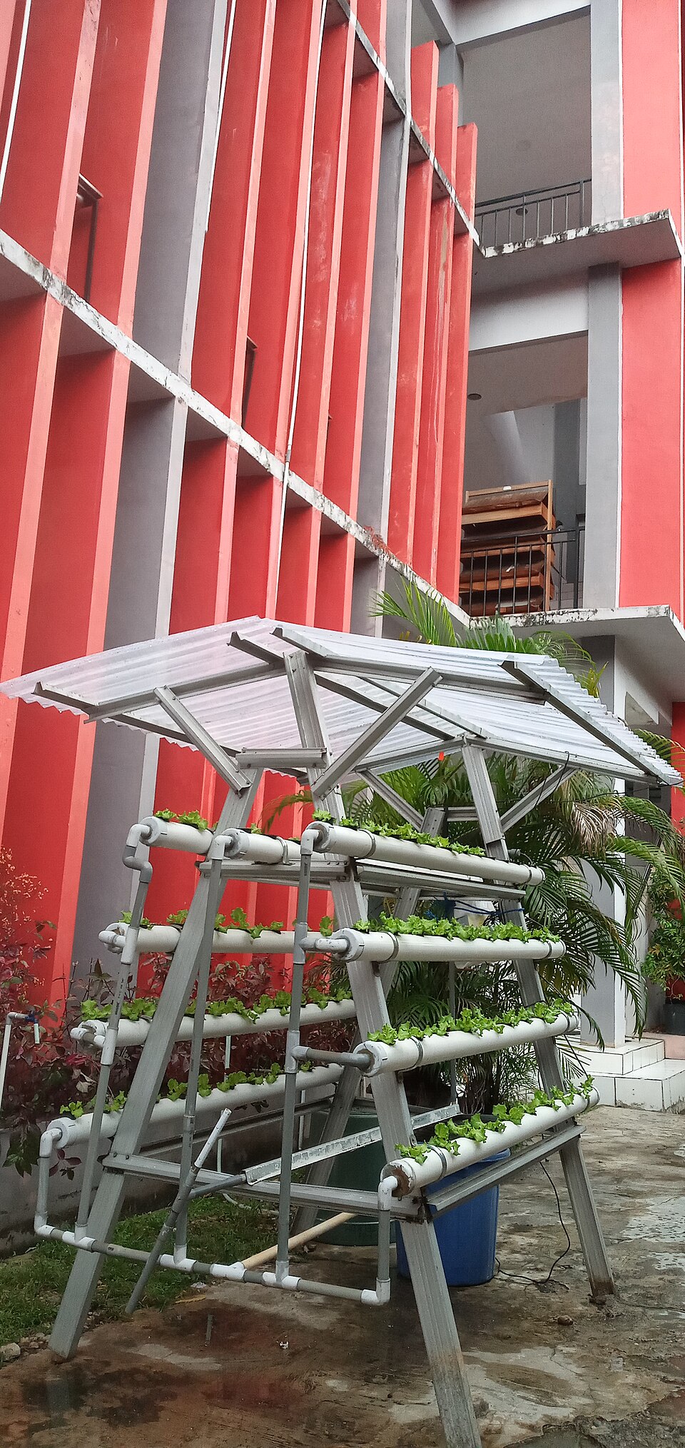 A school hydroponic rack used by pupils to learn growing vegetables: plants in holes along plastic pipe channels.