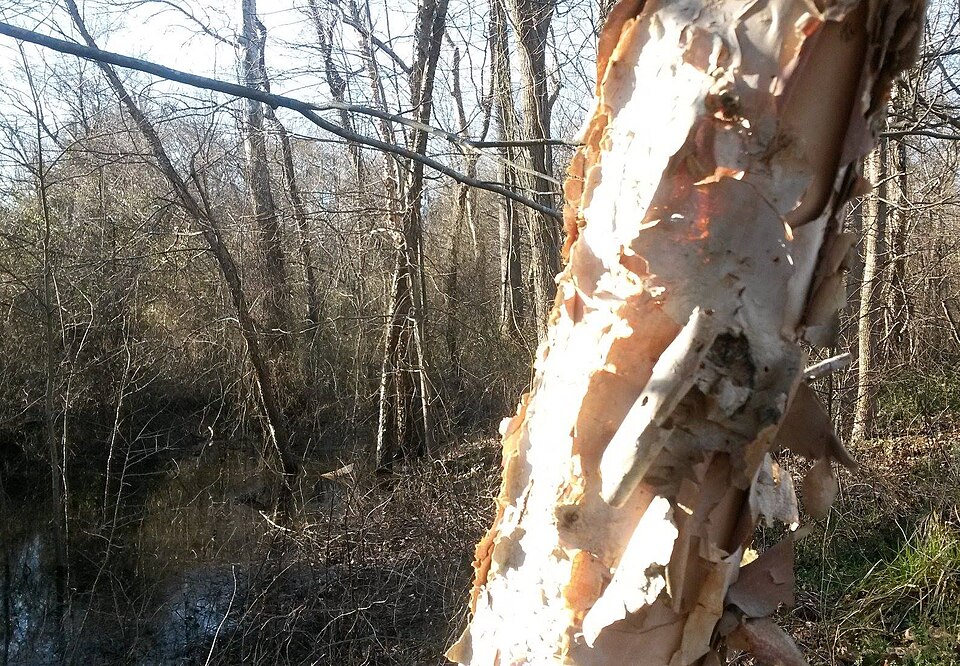 Birch bark