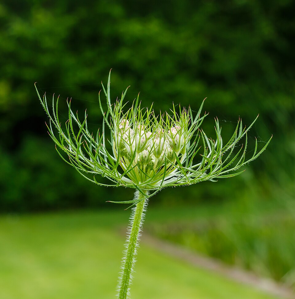 Wild carrot