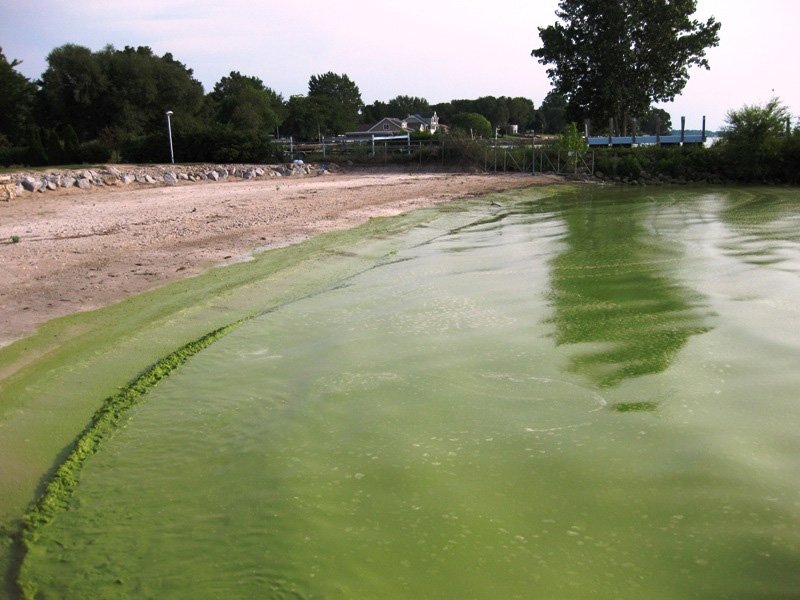An algal bloom
