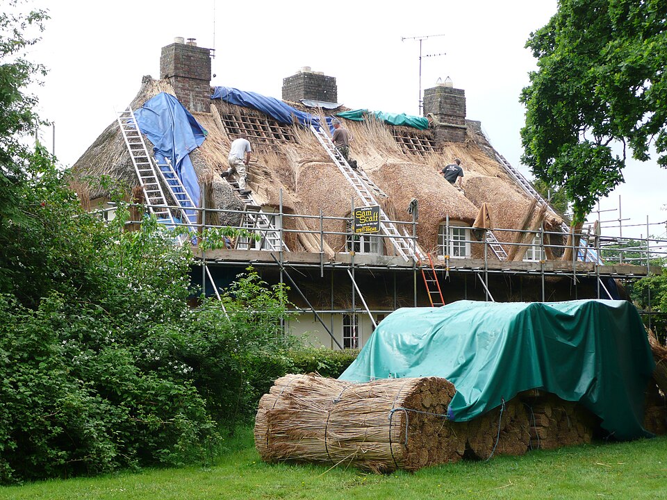 Thatchers re-roofing a cottage in Dorset. Bundles of water reed in the foreground; the new coat is laid from the eaves upward in courses, fixed to the rafters and packed to the thickness the pitch needs.
