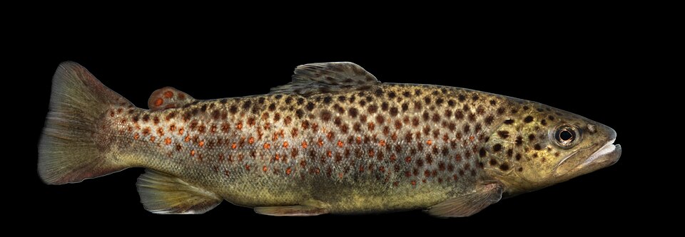 Trout