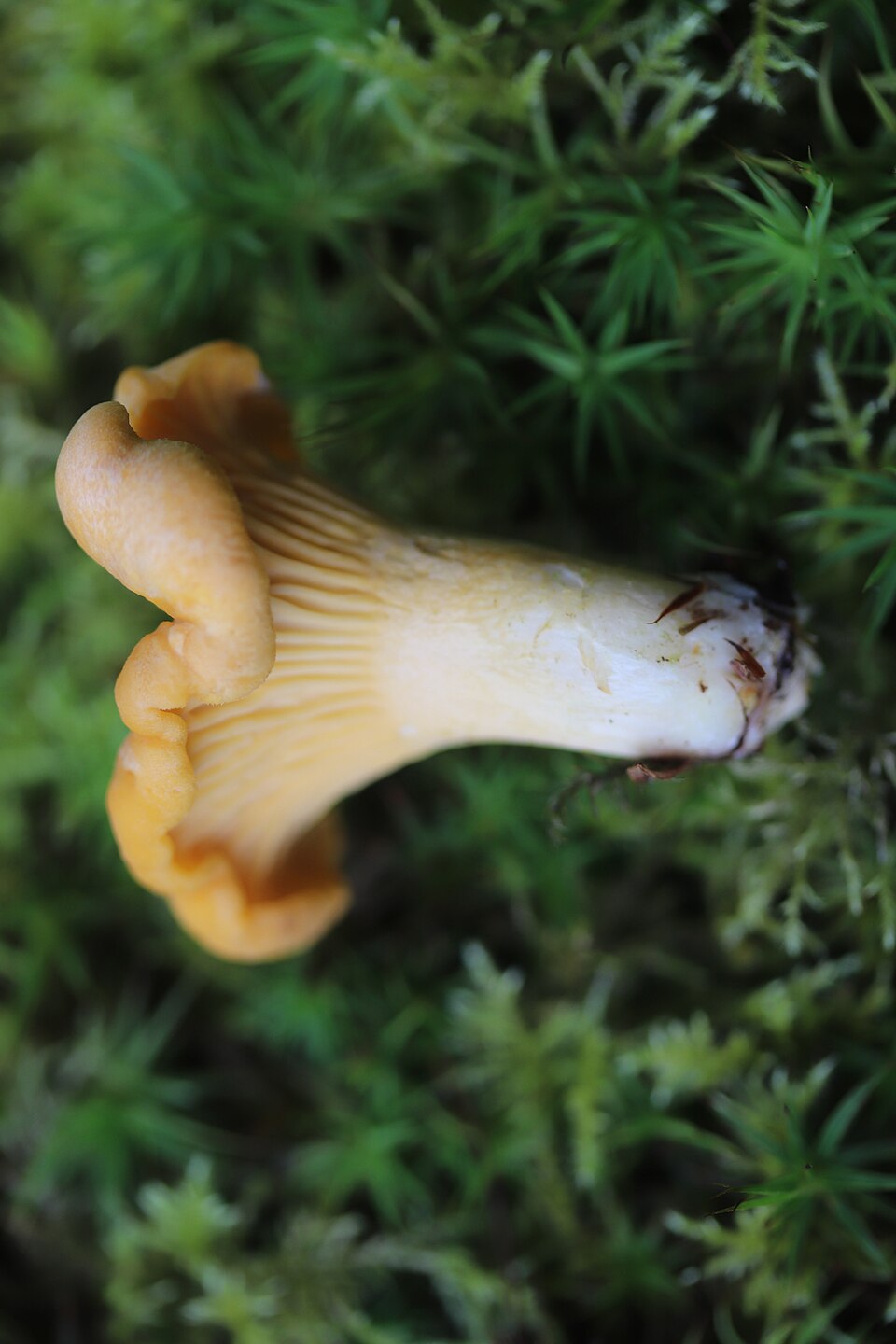 Chanterelle