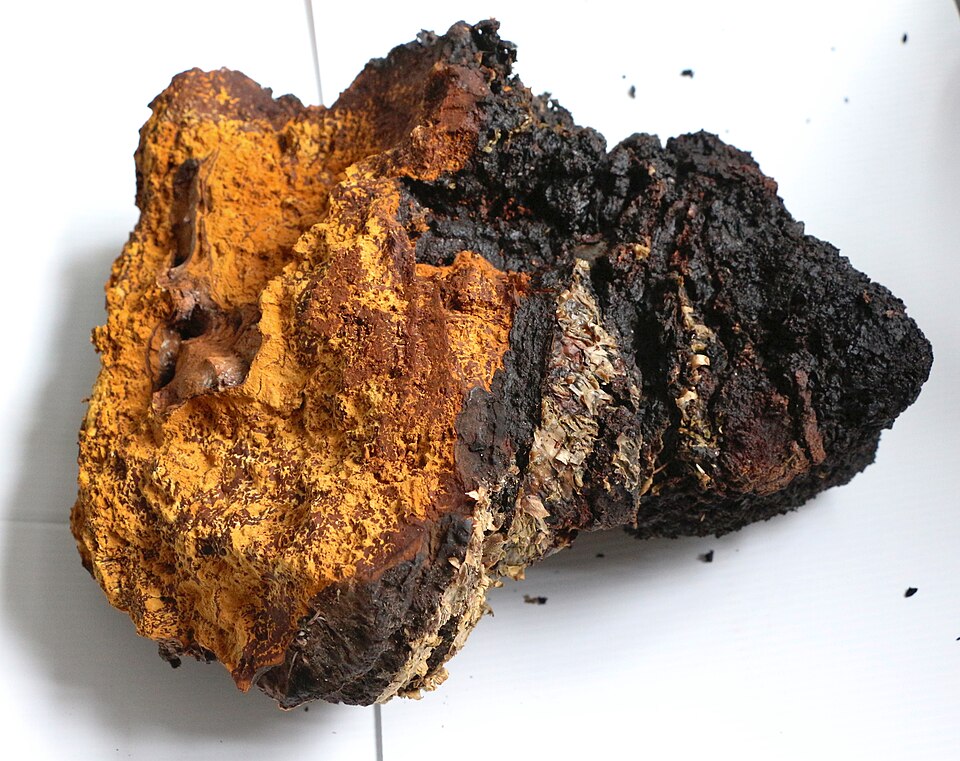 Chaga