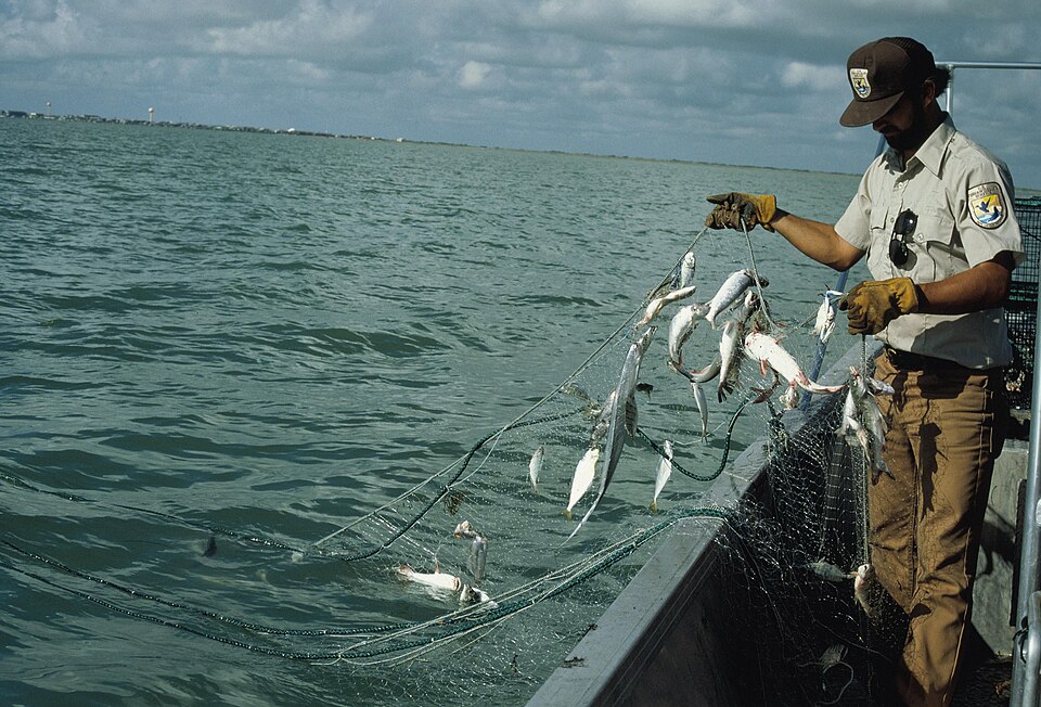 Fish held by the gills in the mesh — the whole principle of the net, and why mesh size selects the catch.
