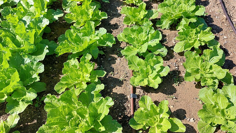 Chinese cabbage under drip irrigation (2023): a drip line runs along each row, wetting the soil at the plants and leaving the paths dry.
