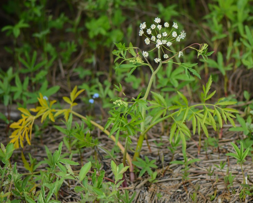 Water hemlock