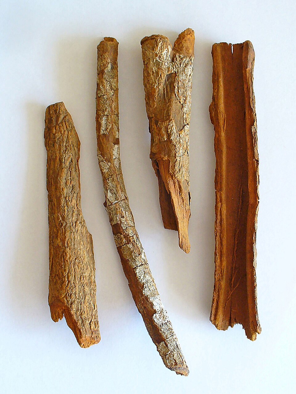 Dried cinchona bark, the source of quinine, for three centuries the only effective drug against malaria. Quinine was isolated from it in 1820.