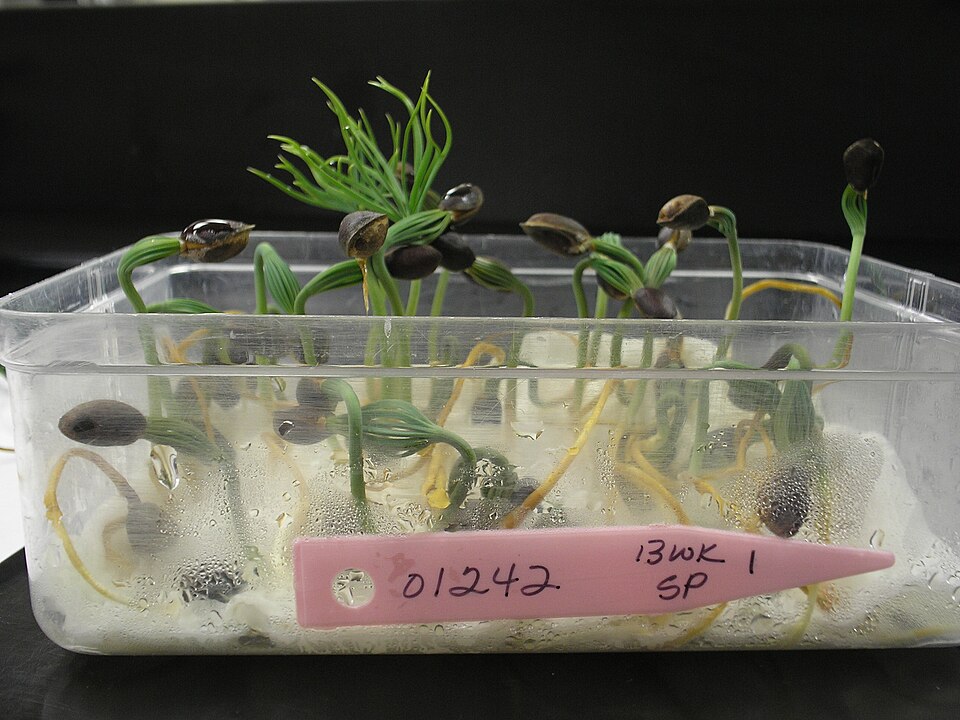 A germination test: a counted sample of seed on a moist medium in a labelled container. The share that sprouts sets how thickly to sow.