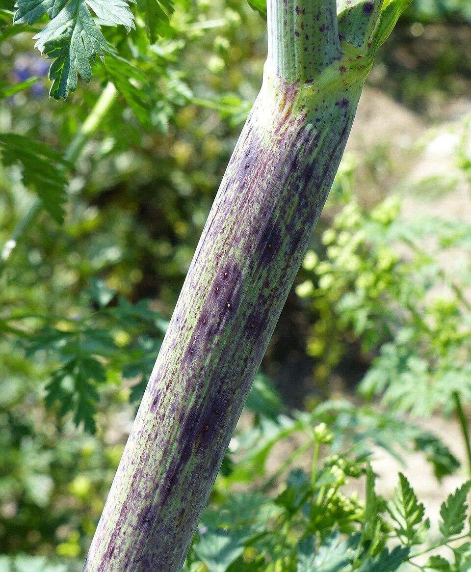Hemlock