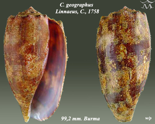 Cone snail