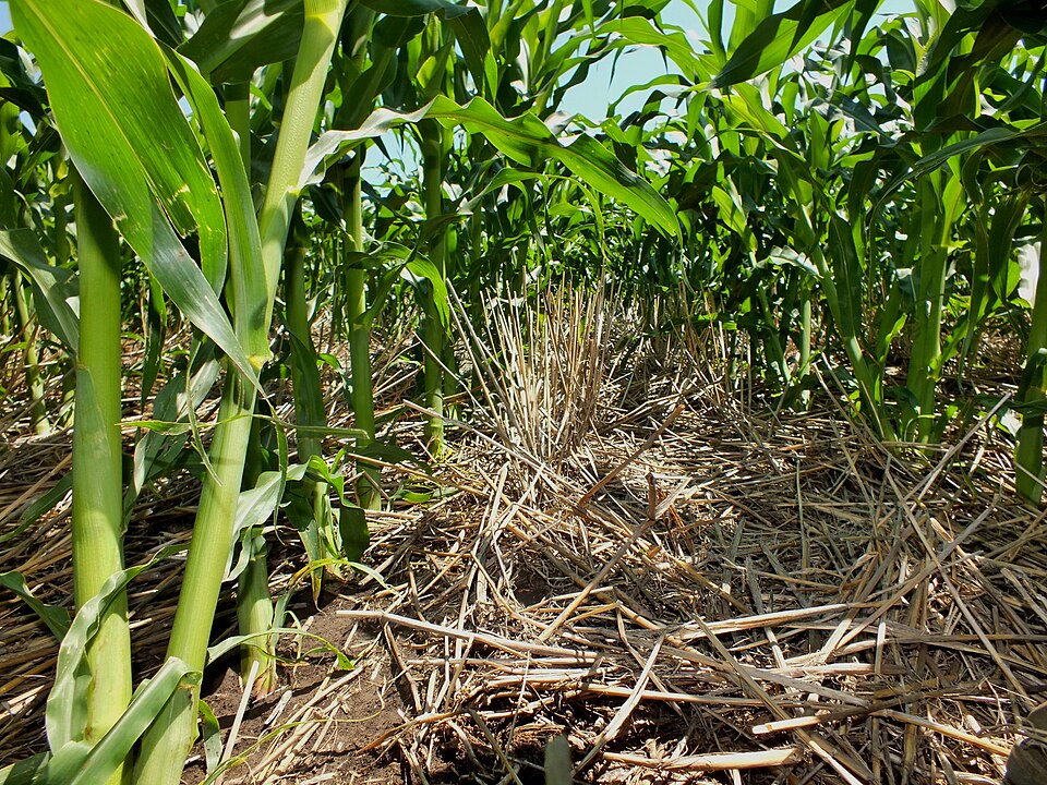Maize growing through the residue of the previous crop: the ground between the rows is never bare.