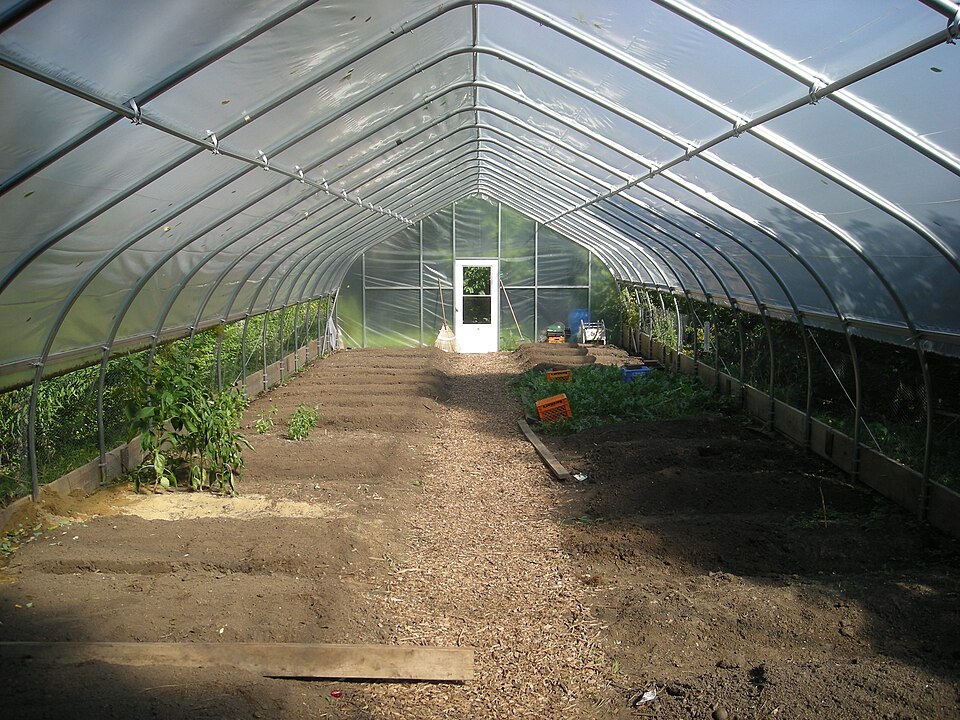 Inside a high tunnel: bows and purlins, a baseboard along each side, the roll-up sides raised, and a door in the end wall.