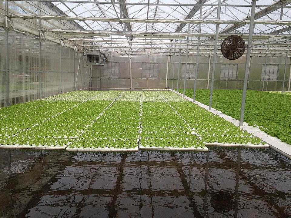 Lettuce on floating rafts in a greenhouse (2016): the roots hang in a pond of aerated nutrient solution, a large, stable volume that buffers mistakes better than a thin film.