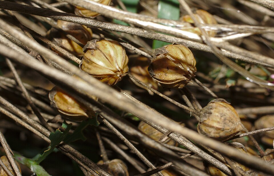 Flax dew-retting on the ground with its seed bolls. Weeks of dew and fungi rot the soft stem tissue away from the fibre inside.