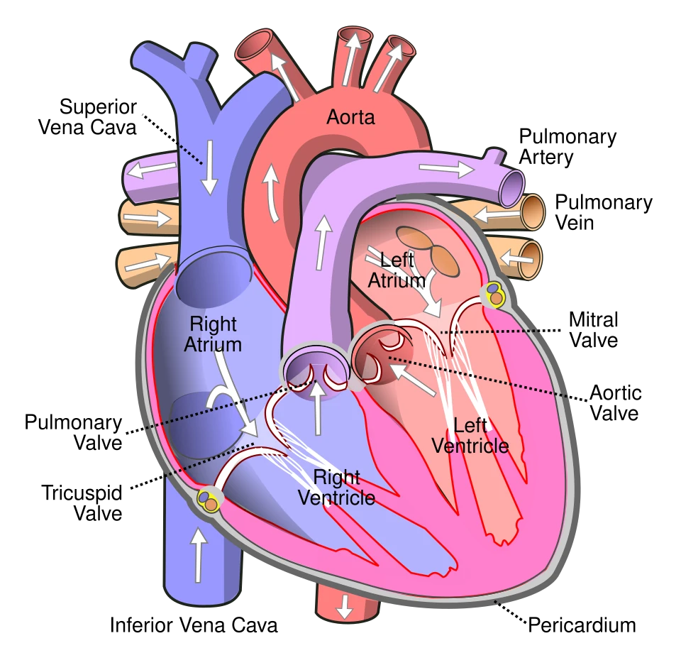 The heart cut open, seen from the front, so the patient's right is on the left. Blue: blood from the body enters the right atrium and is pumped to the lungs. Red: blood from the lungs enters the left atrium and the thick-walled left ventricle pumps it into the aorta. Four valves keep it moving one way.