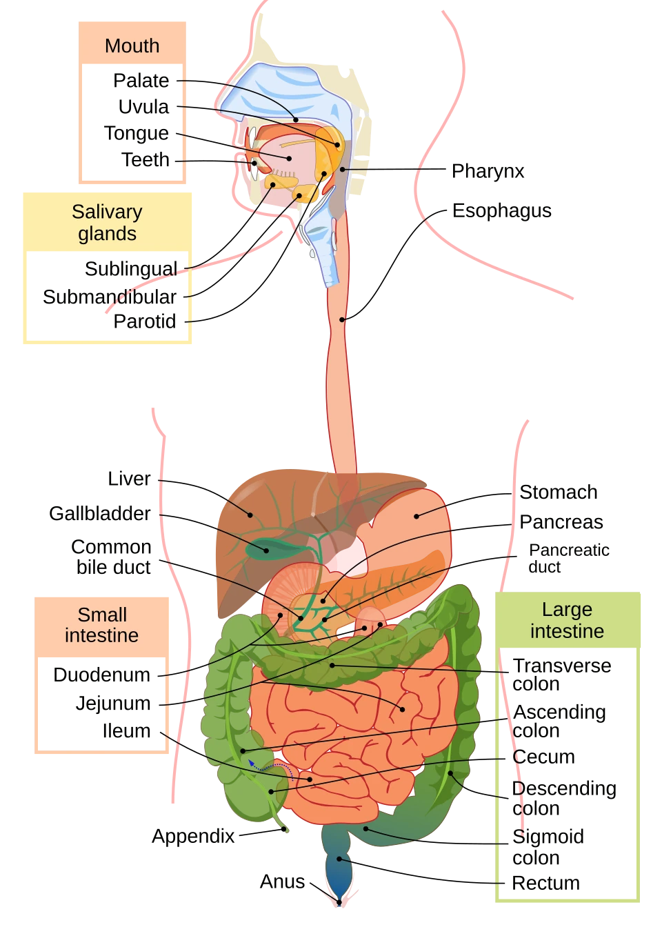 The digestive tract from mouth to anus, with the liver, gallbladder and pancreas that empty into it. The appendix hangs from the start of the large intestine, low on the right.