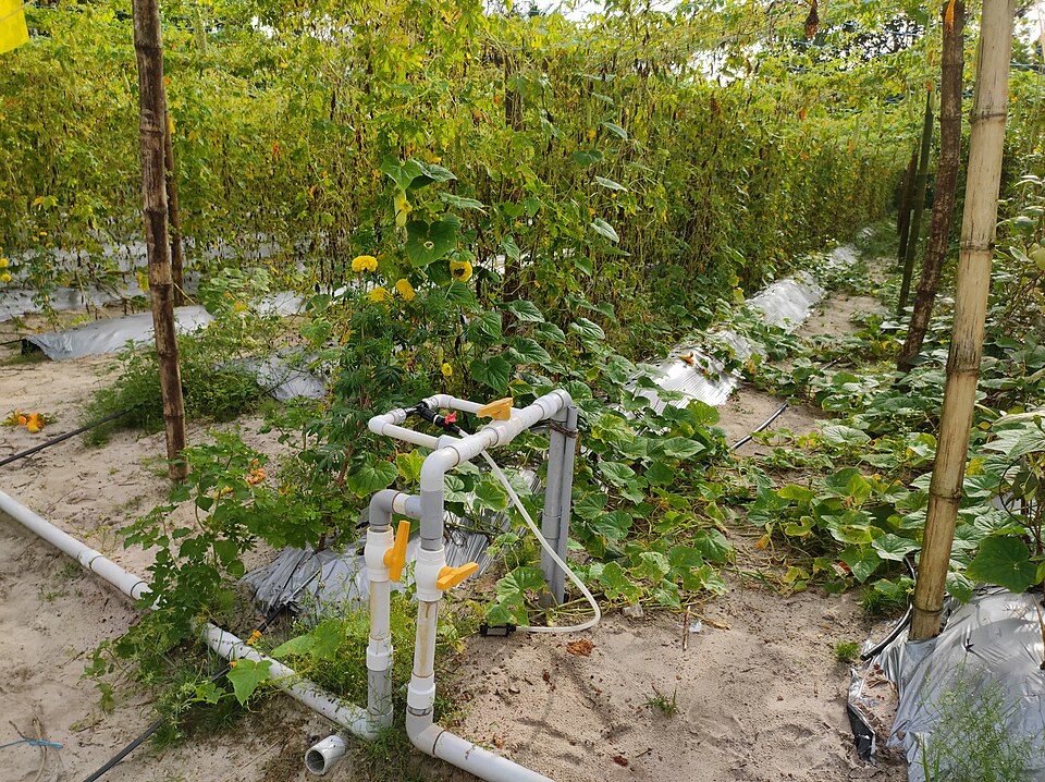 The head of a drip system in Kerala, India (2022): PVC pipe with valves feeds the drip laterals laid along the crop rows.