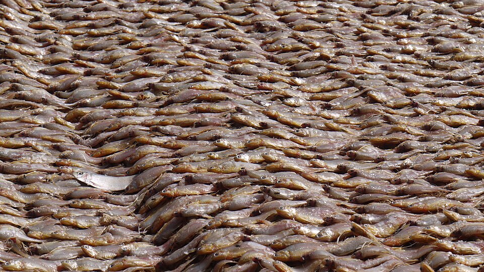 Small fish dried whole, without gutting or filleting. Anything under a hand's length can be preserved this way.