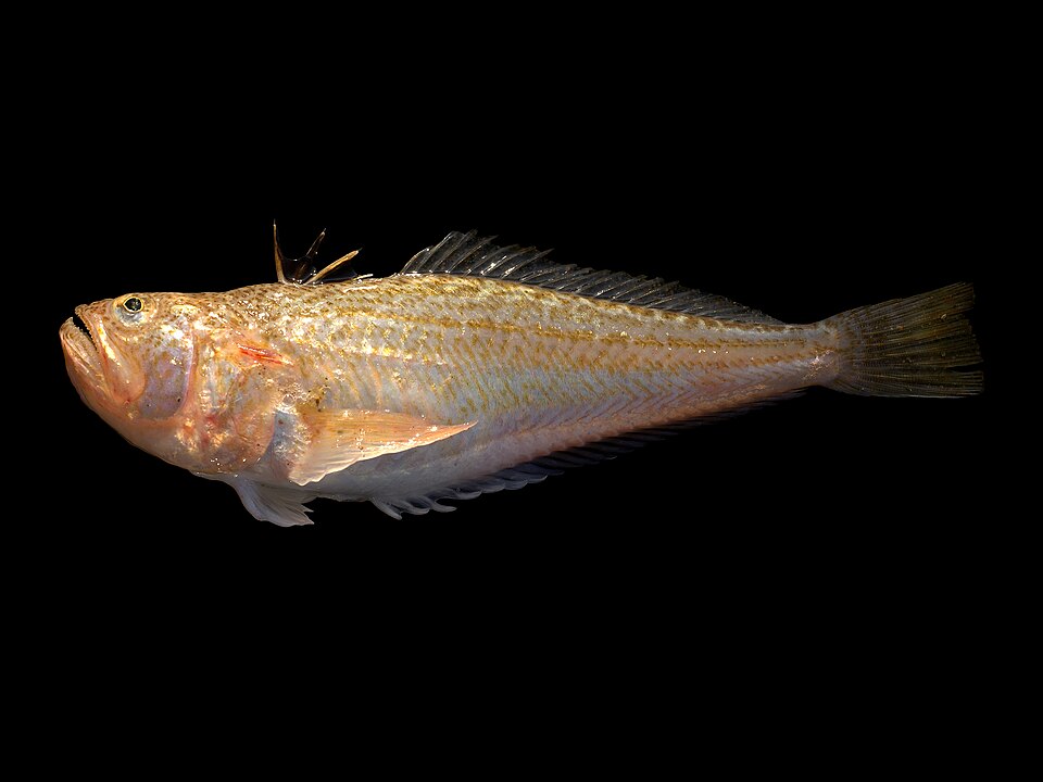 Lesser weever