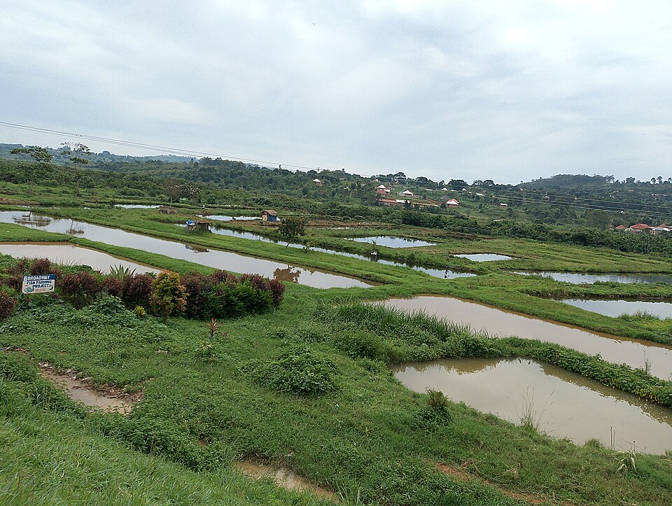 Earthen fish ponds at Ndyabusole, Masaka, Uganda (2024): a stepped row of rectangular ponds separated by grassed dikes, laid out down a gentle slope.