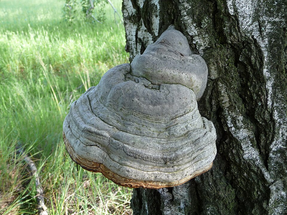 Hoof fungus / tinder fungus