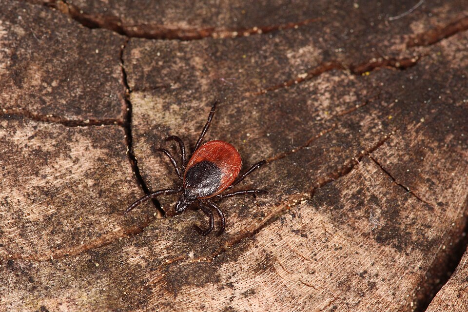 Ticks