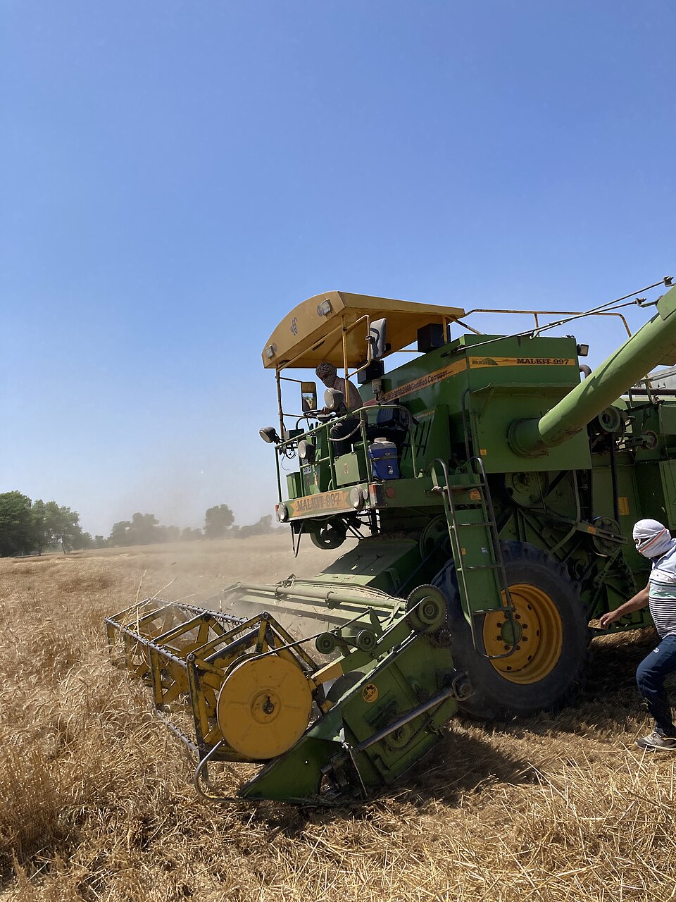 Combine-harvesting wheat in Punjab, India, in April 2023: the short, stiff-strawed wheat of the Green Revolution, grown with fertilizer and irrigation from wells.