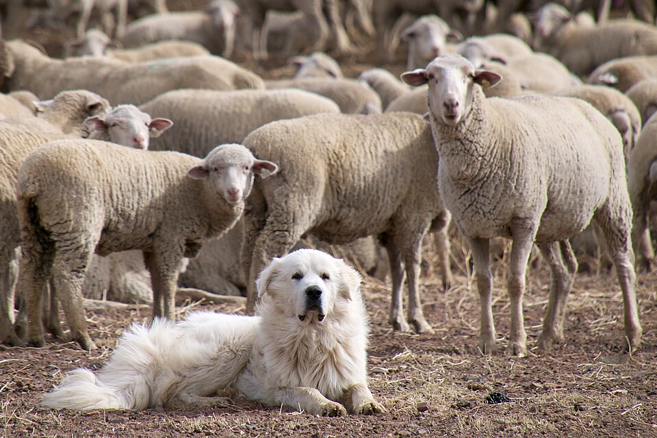 A livestock guardian dog lying among the flock it was raised with. It does not herd; it lives with the sheep and drives off predators by its presence and its bark.